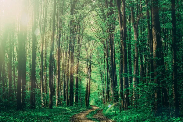Skogsträd. naturen grön trä solljus bakgrunder. Sky — Stockfoto