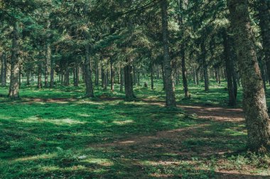 Doğa ağacı. Ormandaki patikada güneş ışığı var..