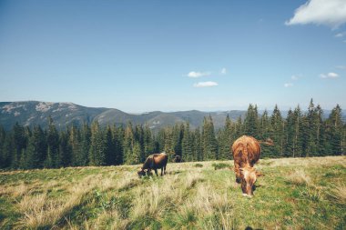 Dağlardaki inek otlatmak