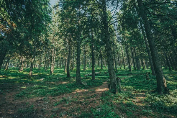 Árbol natural. camino en el bosque con fondos de luz solar . —  Fotos de Stock