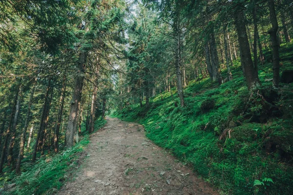 Naturträd. gångväg i skogen med solljus bakgrund. — Stockfoto