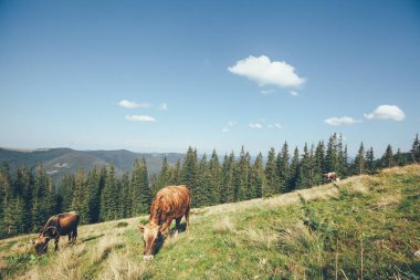 Dağlardaki bir inek otlatmak