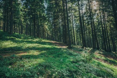 Ormandaki patikada güneş ışığı var..