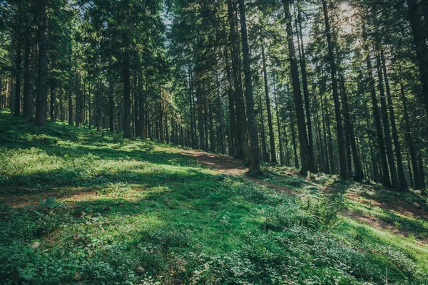 Sentier dans la forêt avec des fonds de lumière du soleil. — Photo