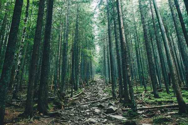 Camino en el bosque con fondos de luz solar. — Foto de Stock