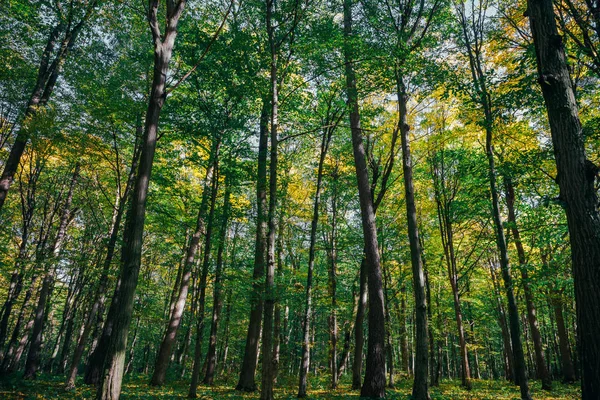 Alberi della foresta autunnale. natura oro legno luce del sole sfondi . — Foto Stock