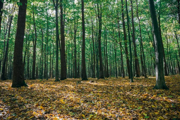 Jesień las drzew. Natura złoto światło słoneczne drewniane tła. — Zdjęcie stockowe