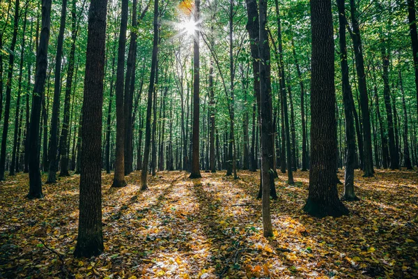 Podzimní lesních stromů. přírodní zlaté dřevo slunečního záření pozadí. — Stock fotografie