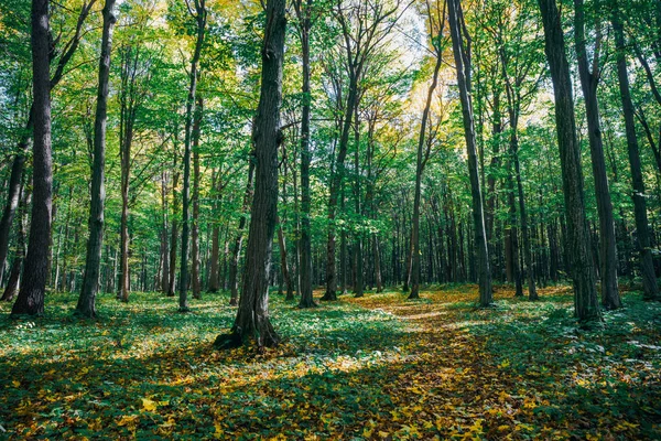 Árboles del bosque de otoño. naturaleza oro madera luz del sol fondos . —  Fotos de Stock