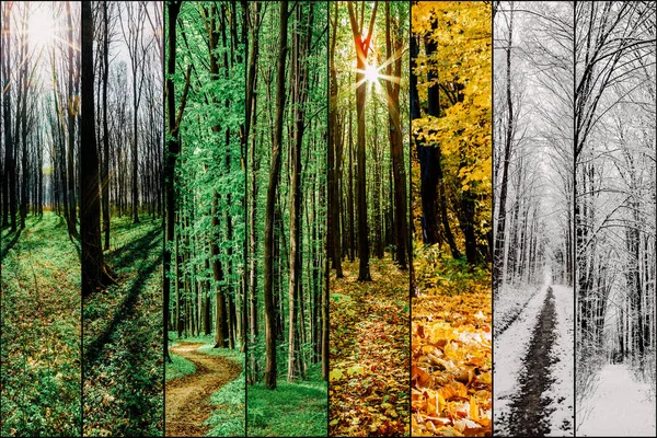 Collage bosque temporada fondos —  Fotos de Stock
