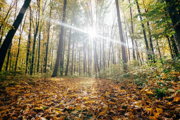 Herfst bos bomen. — Stockfoto