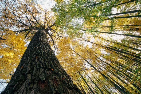 Árboles del bosque otoñal . — Foto de Stock