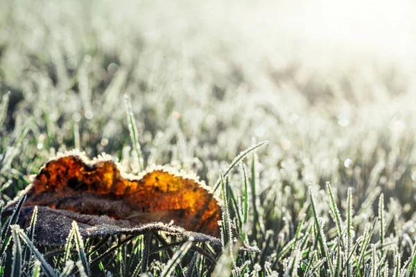 Groen gras in rijm — Stockfoto