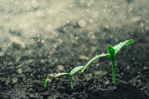 Seedling growing on the ground — Stock Photo, Image