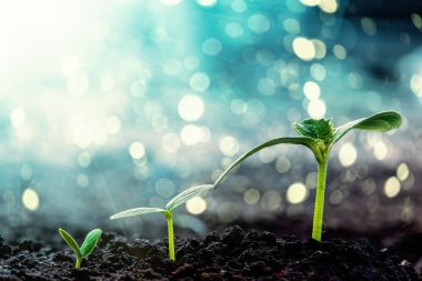 Vintage fide büyüyen