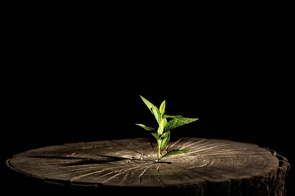 Planta cresce na madeira — Fotografia de Stock