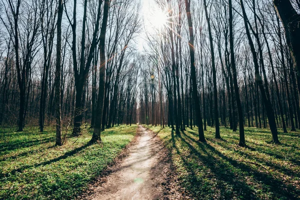 Árboles del bosque de primavera. naturaleza madera verde luz del sol fondos. — Foto de Stock