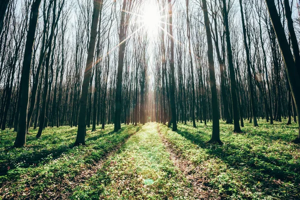 Tavaszi erdők. természet zöld fa napfény hátterek. — Stock Fotó