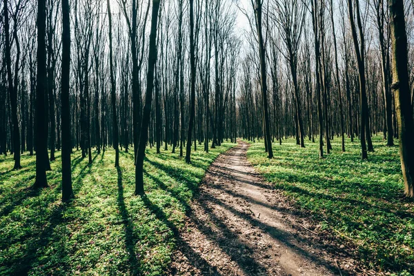 春の森だ。緑の木漏れ日の背景. — ストック写真