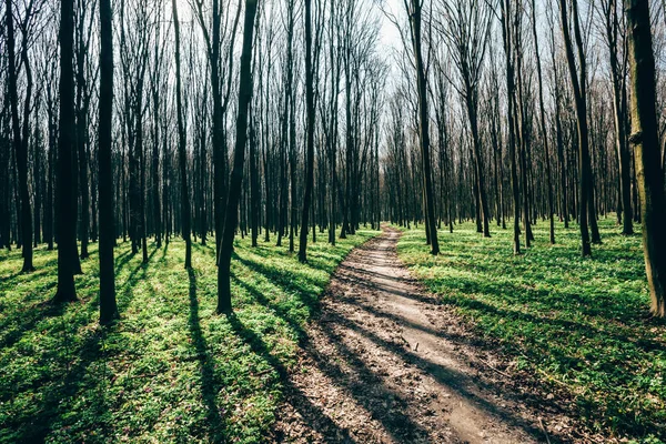 Arbres forestiers de printemps. nature vert bois lumière du soleil milieux. — Photo