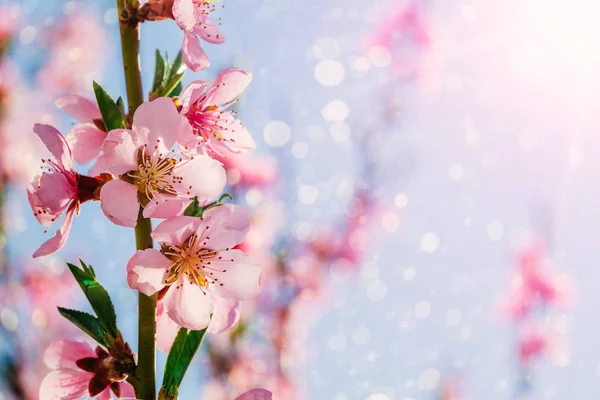 春の花 — ストック写真