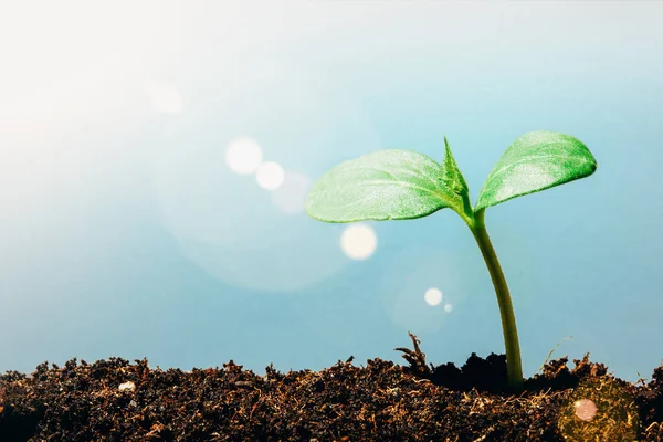 Groene zaailingen groeien op de grond in de regen. — Stockfoto