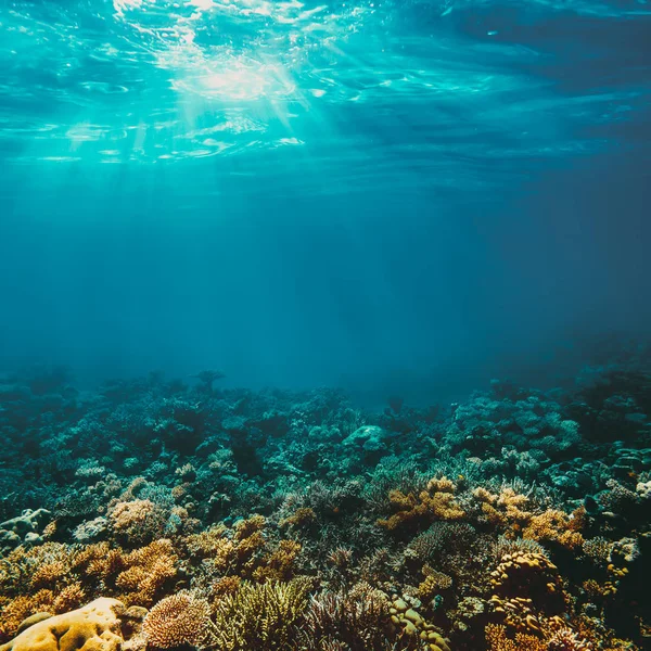Recifes de corais subaquáticos no mar vermelho — Fotografia de Stock