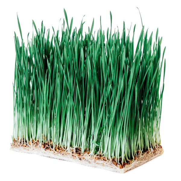 Sprouts of green wheat grass — Stock Photo, Image