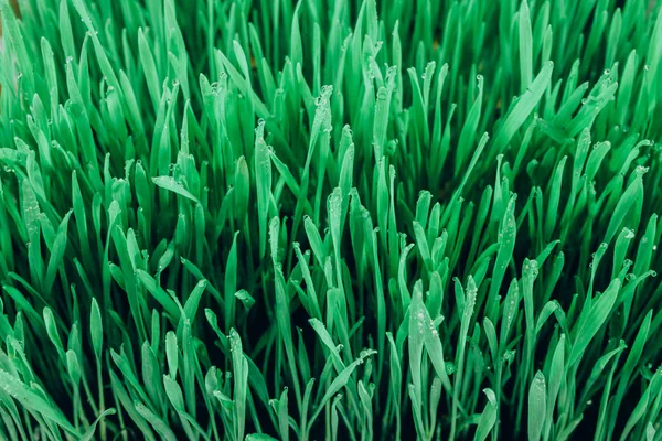 Sprouts of green wheat grass — Stock Photo, Image