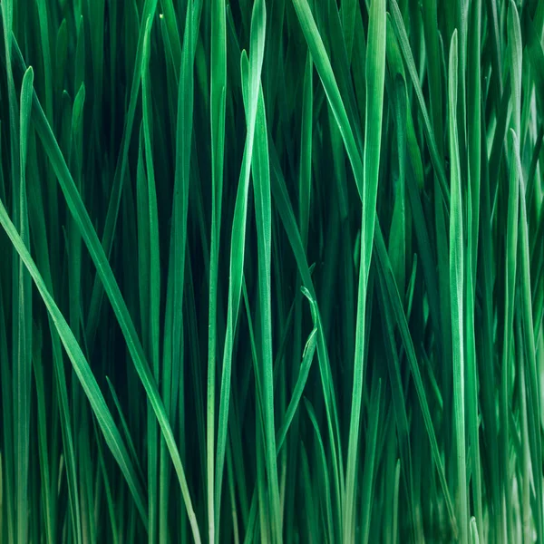 Sprouts of green wheat grass — Stock Photo, Image