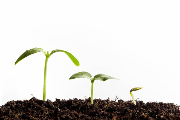 Green seedling growing 