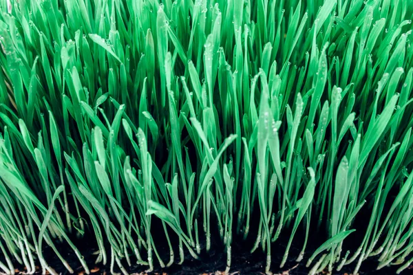 Klíčky pšeničné zelené trávy — Stock fotografie