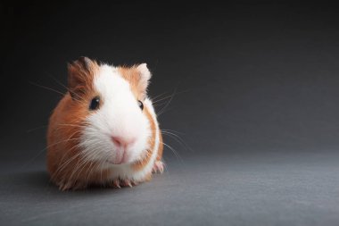 gri arka plan üzerinde kahverengi bir eskiden şiling şimdi domuz