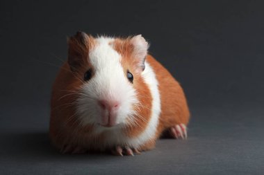 gri arka plan üzerinde kahverengi bir eskiden şiling şimdi domuz