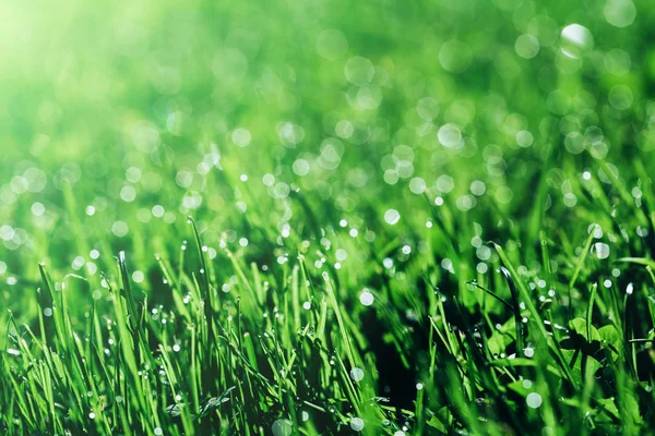 A backgrounds green grass  backgrounds — Stock Photo, Image