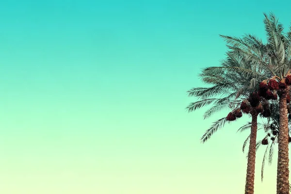 Mavi bir gökyüzü zemin karşı palmiye ağaçları — Stok fotoğraf