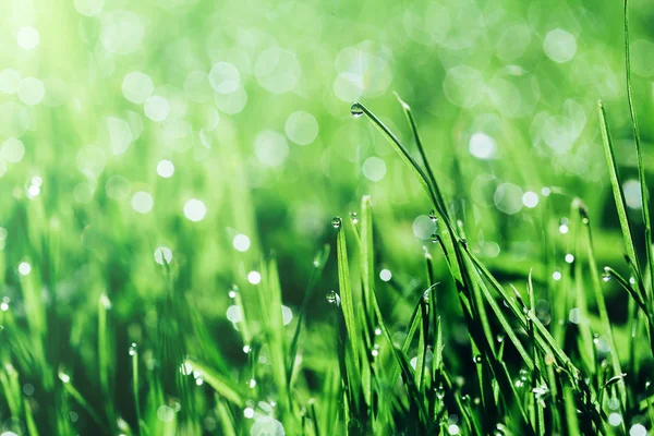 A backgrounds green grass  and water — Stock Photo, Image