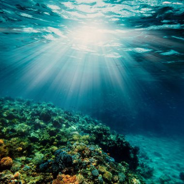 bir sualtı mercan kayalığı Kızıldeniz