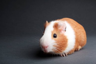 gri arka plan üzerinde kahverengi bir eskiden şiling şimdi domuz