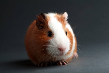 gri arka plan üzerinde kahverengi bir eskiden şiling şimdi domuz