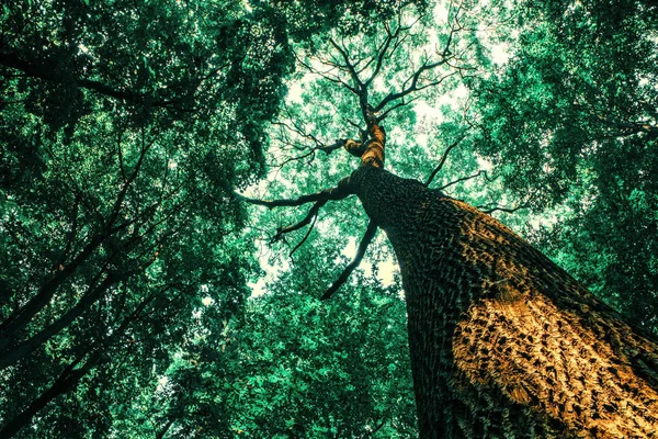 Ein Frühlingswald Bäume. Natur Holz Sonnenlicht Hintergründe. — Stockfoto