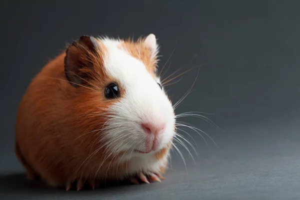 Een bruin cavia op een grijze achtergrond — Stockfoto