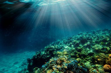 bir sualtı mercan kayalığı Kızıldeniz