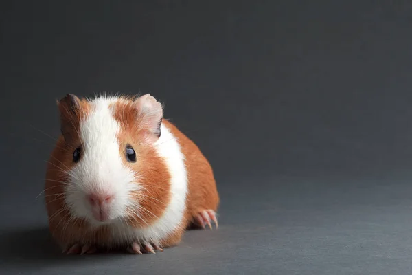 A brown guinea pig on grey backgrounds — Stock Photo, Image
