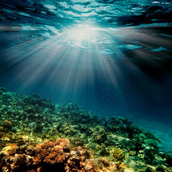 En Underwater korallrev vid Röda havet — Stockfoto