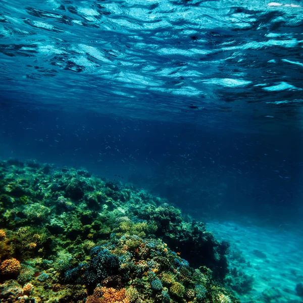 Un récif corallien sous-marin sur la mer rouge — Photo