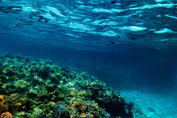 Un arrecife de coral submarino en el mar rojo —  Fotos de Stock