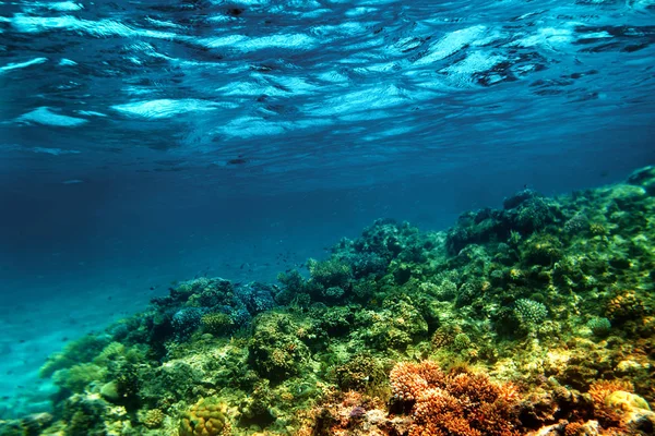 Kızıl denizdeki sualtı mercan resifi — Stok fotoğraf