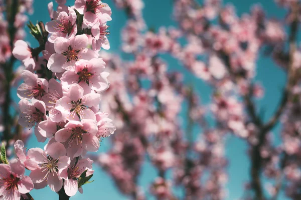 Jarní květy růžové pozadí — Stock fotografie