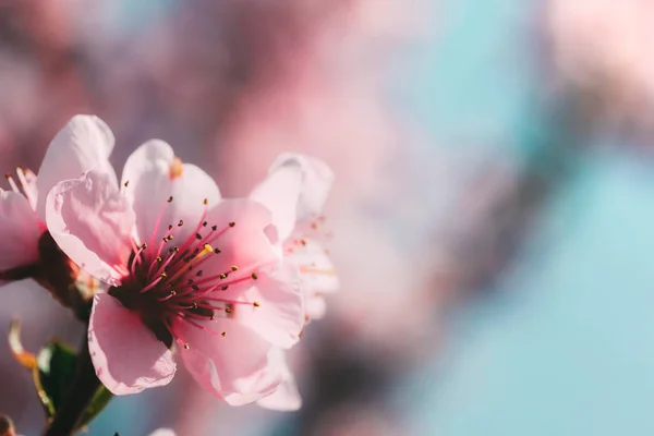 Jarní květy růžové pozadí — Stock fotografie